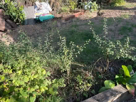 Photo of free X5 young blackthorn bushes (Northaw EN6) #1