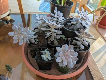 Photo of free Echeveria (West Salem off Bonny Way) #1