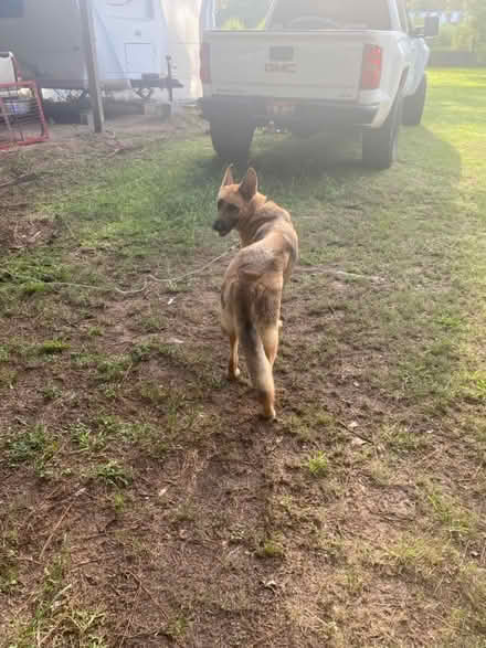 Photo of free German Shepherd (12820 Dodd Rd. Splendora Texas) #2