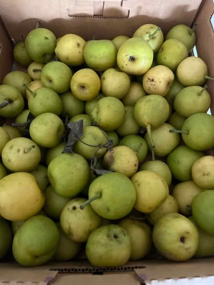 Photo of free Organic Asian Apple-Pears (Oakland hills) #1