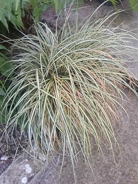 Photo of free Plant (Eastbourne Town Centre) #1