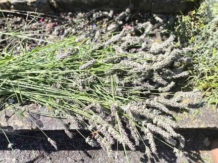 Photo of free Fresh lavender harvested today (Cheam SM2) #1
