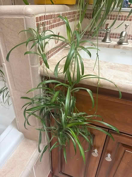 Photo of free baby spider plants (Sunnyvale, CA Ponderosa Park) #1
