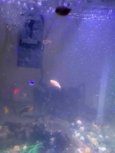 Photo of Small animal or aquarium things (Middleton LS10) #2