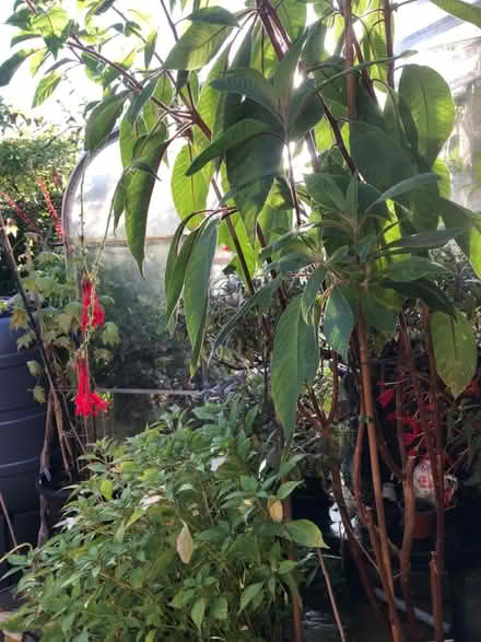 Photo of free Fuchsia boliviana (SG1 Stevenage) #2