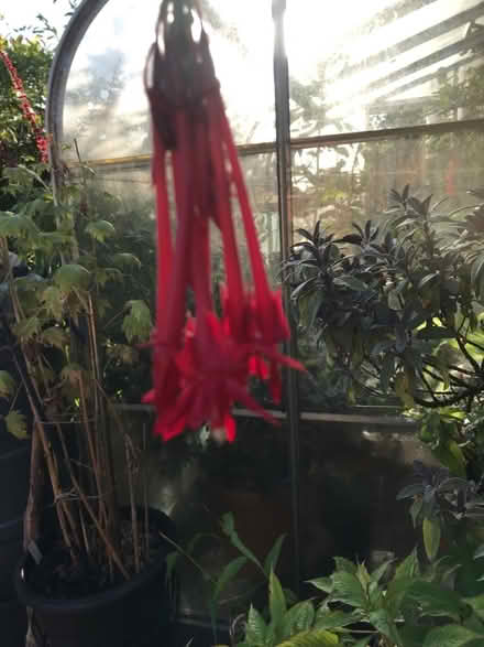 Photo of free Fuchsia boliviana (SG1 Stevenage) #4