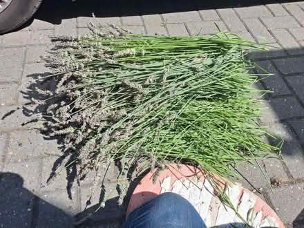 Photo of free Lavender (South Green CM11) #2