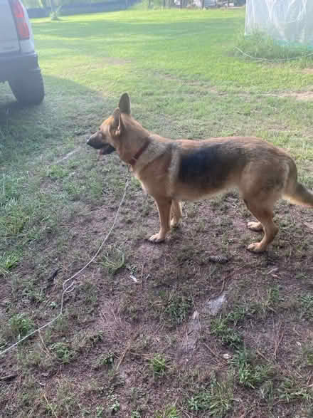 Photo of free German Shepherd (12820 Dodd Rd. Splendora Texas) #1