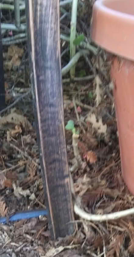Photo of free stainless steel metal (Danville near downtown) #1
