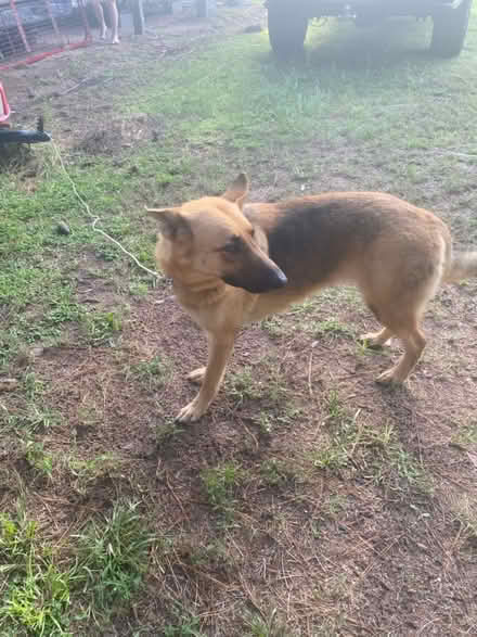 Photo of free German Shepherd (12820 Dodd Rd. Splendora Texas) #3