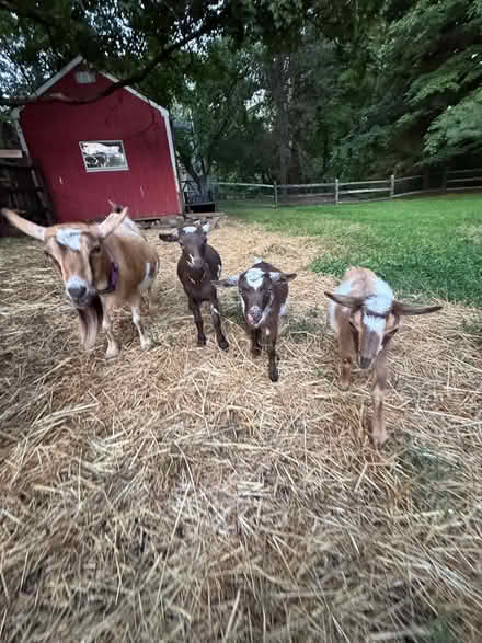 Photo of Stuff 4 Goats - hay feeder,tables🐐 (Pennington, NJ) #1