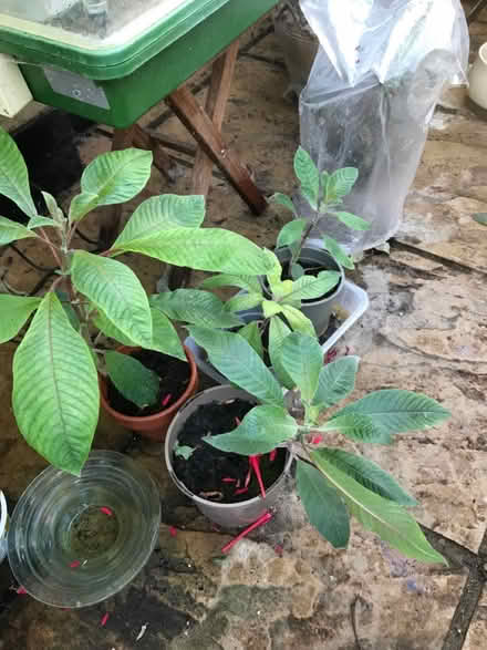 Photo of free Fuchsia boliviana (SG1 Stevenage) #1