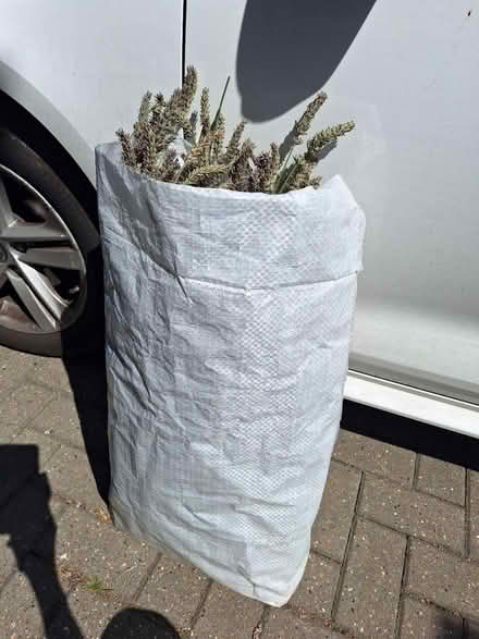 Photo of free Lavender (South Green CM11) #3