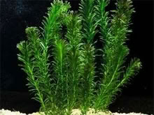 Photo of free Oxygenating pond or aquarium plant (Top Amersham HP6) #1