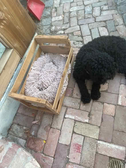 Photo of free rustic dog bed/crate (North Willow Glen , San Jose) #3