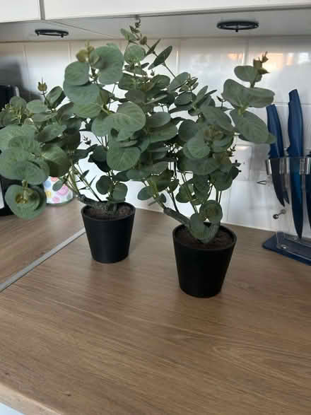 Photo of free Fake Plants (CT14) #1