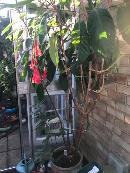 Photo of free Fuchsia boliviana (SG1 Stevenage) #3