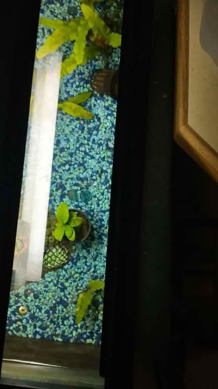 Photo of free Live small aquarium plants (Montgomery) #1