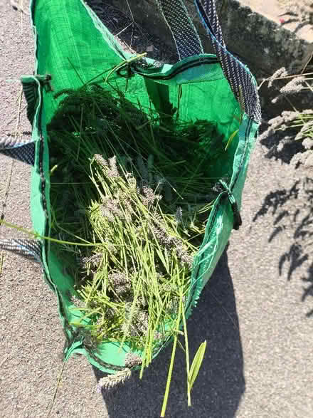 Photo of free Fresh lavender harvested today (Cheam SM2) #2