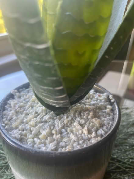 Photo of free Fake plant with green &vase vase (Brockley SE4) #2