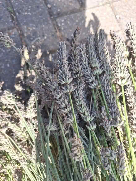 Photo of free Lavender (South Green CM11) #1