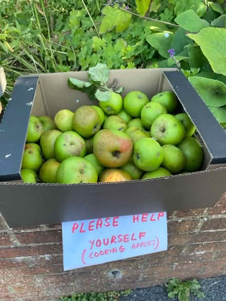 Photo of free Cooking apples 🍏 (Waterlooville PO7) #1