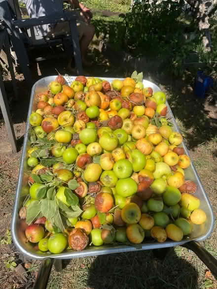 Photo of free Apples (Leybourne ME19) #1