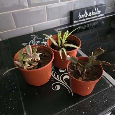 Photo of free 3 young house plants (Clive Vale TN35) #1