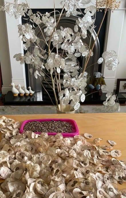 Photo of free Honesty seeds (Waltham Abbey EN91) #1