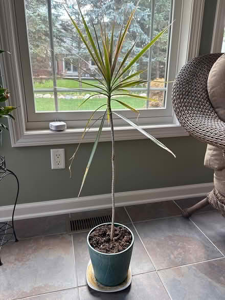 Photo of free Bulbs and plant (canton) #2