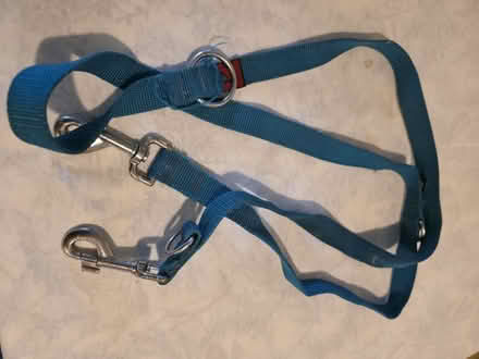 Photo of free Dog lead (BN10) #1