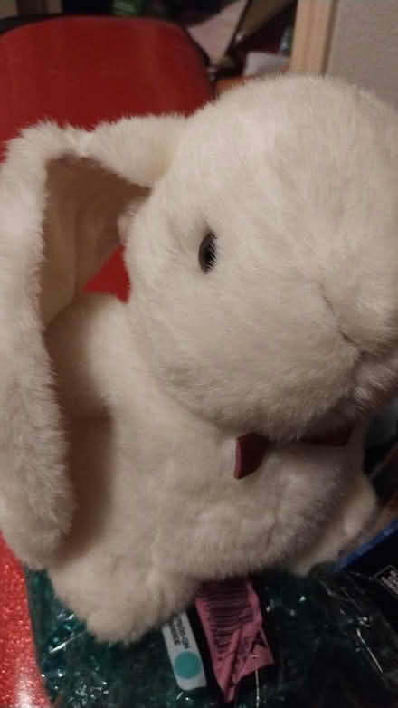 Photo of free stuffed floppy ear bunny (Allen) #1