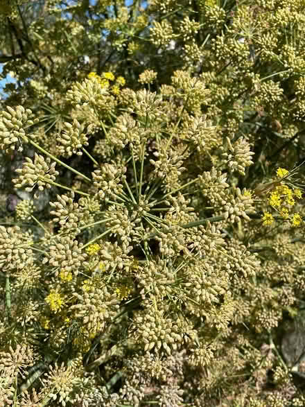 Photo of free Anise seeds , Organic (Oakland) #1