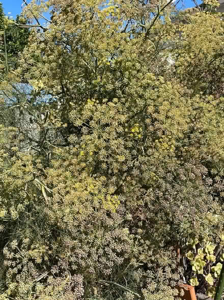 Photo of free Anise seeds , Organic (Oakland) #2