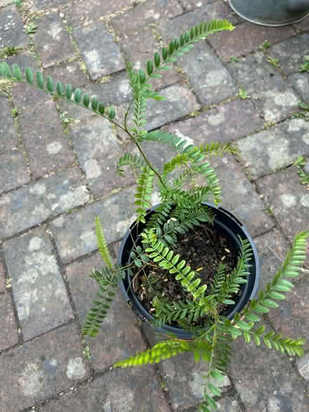 Photo of free Honey Locust seedlings (The Folders Lane Estate RH15) #2