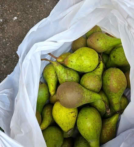 Photo of free Tubs of grapes & bags of pears (Newtown WN5) #1