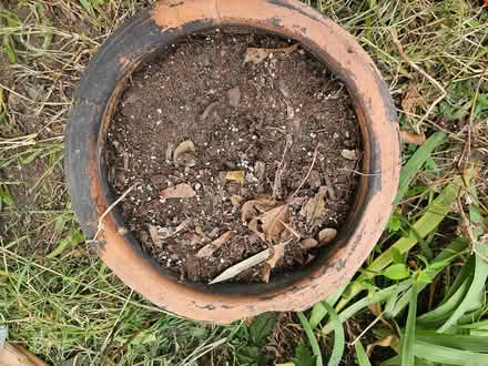Photo of free patterned terra cotta plant pot (Roxbury) #2