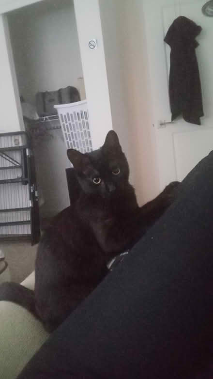 Photo of indoor cat tree/cat toys (Forest Grove) #1