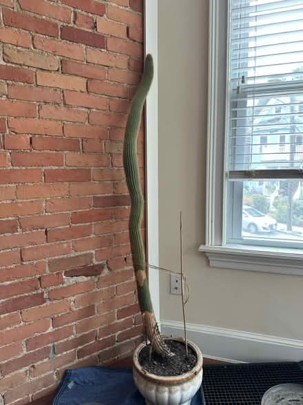 Photo of free Cactus - 62 inches tall (Davis Square, Somerville) #1