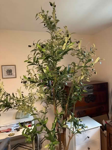 Photo of free Faux olive tree in pot (Arnold) #1