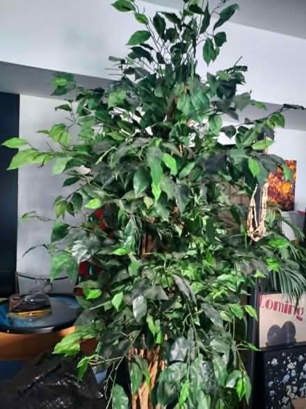Photo of free Faux Tall Plant (little ferry) #1