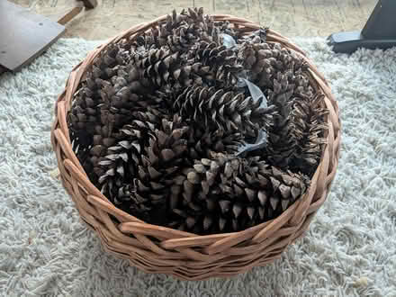 Photo of free Pinecones (Petworth) #1