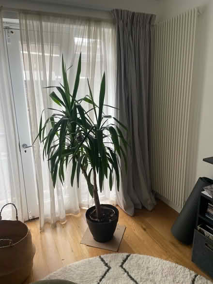 Photo of free Yukka plant (Southwark SE1) #2