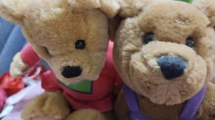 Photo of free valentine teddy beara (Allen) #1