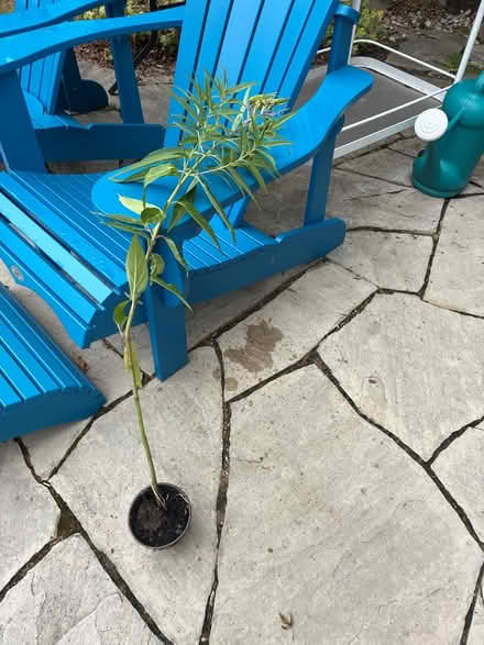 Photo of free Swamp milkweed (Burnhamthorpe and Tomken) #1