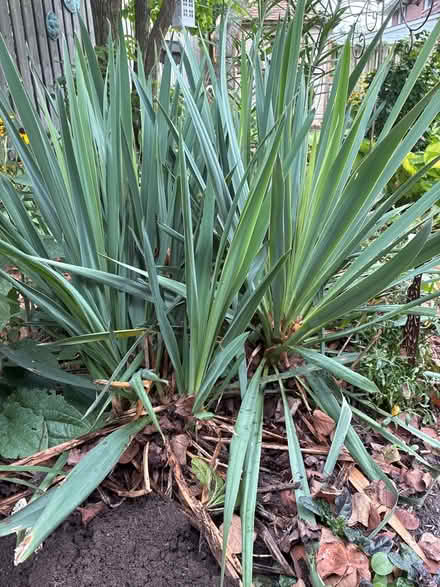 Photo of free Yucca root (Burnhamthorpe and Tomken) #3