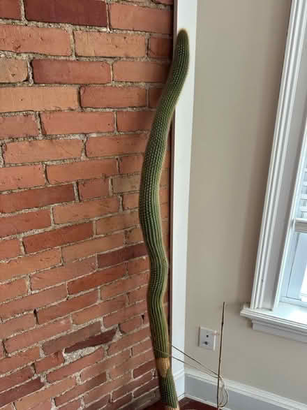 Photo of free Cactus - 62 inches tall (Davis Square, Somerville) #3