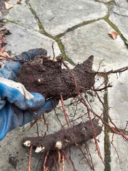 Photo of free Yucca root (Burnhamthorpe and Tomken) #2