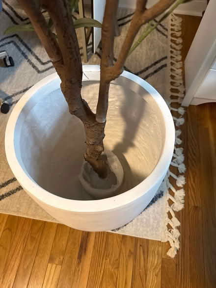 Photo of free Faux olive tree in pot (Arnold) #4