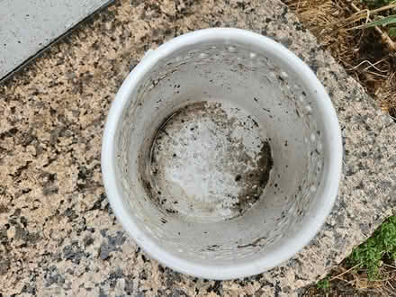 Photo of free ornamental plant pot (Roxbury) #2